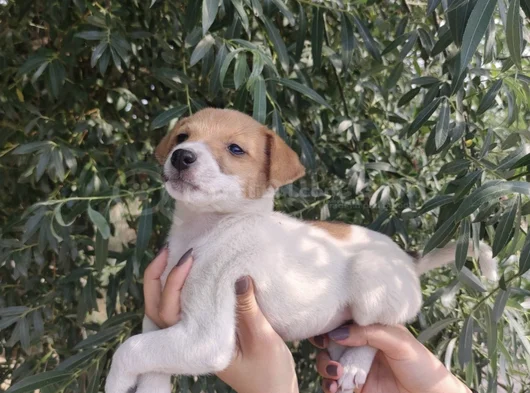 Harika Güzellikte Jack Russel Yavrular görsel
