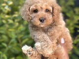 Baby face Toy poodle yavrumuz