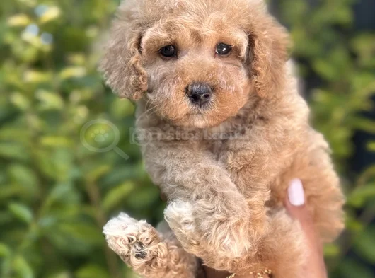 Baby face Toy poodle yavrumuz