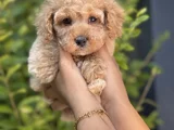Baby Face Toy Poodle Yavrumuz