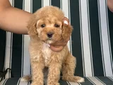 Baby Face Toy Poodle Yavrumuz