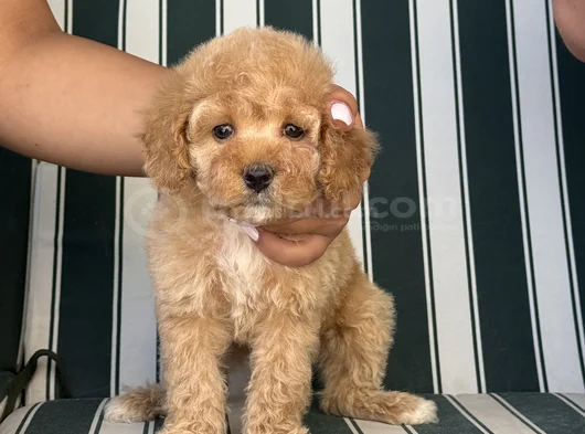 Baby Face Toy Poodle Yavrumuz görsel