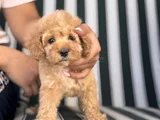 Baby Face Toy Poodle Yavrumuz