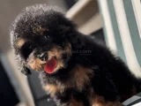 Nadir renkteki phantom toy poodle yavrumuz