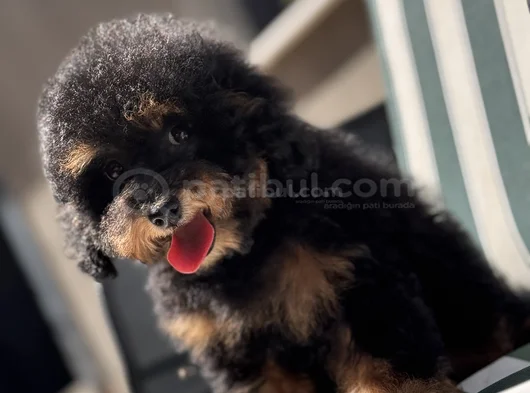Nadir Renkteki Phantom Toy Poodle Yavrumuz