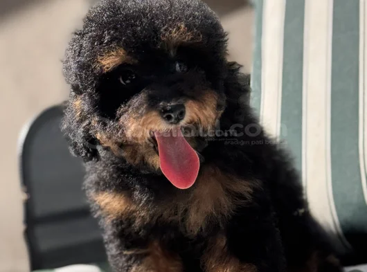 Nadir Renkteki Phantom Toy Poodle Yavrumuz görsel