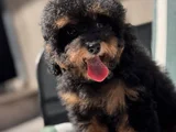 Nadir Renkteki Phantom Toy Poodle Yavrumuz