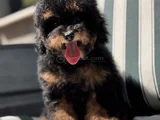 Nadir Renkteki Phantom Toy Poodle Yavrumuz