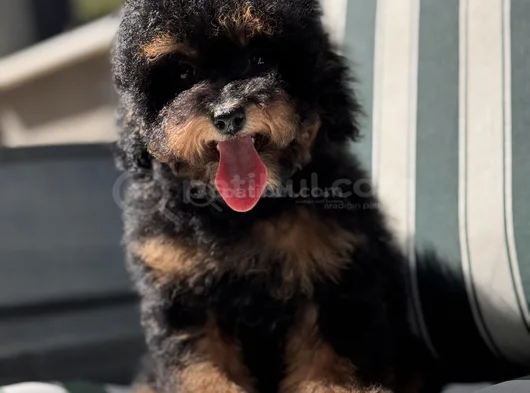 Nadir Renkteki Phantom Toy Poodle Yavrumuz görsel
