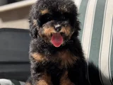 Nadir Renkteki Phantom Toy Poodle Yavrumuz
