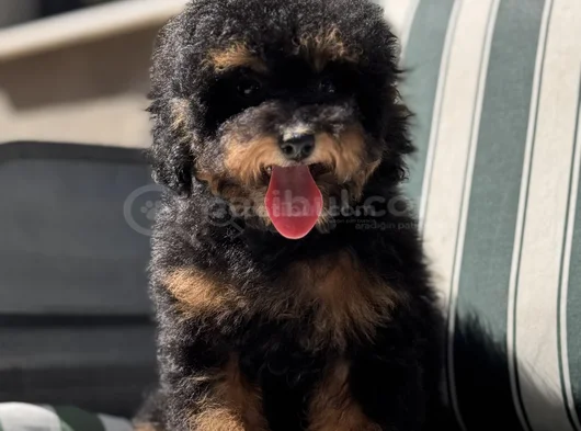 Nadir Renkteki Phantom Toy Poodle Yavrumuz görsel