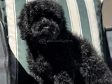 Wc Eğitimli Siyah Toy Poodle Yavrumuz