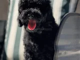 Wc Eğitimli Siyah Toy Poodle Yavrumuz