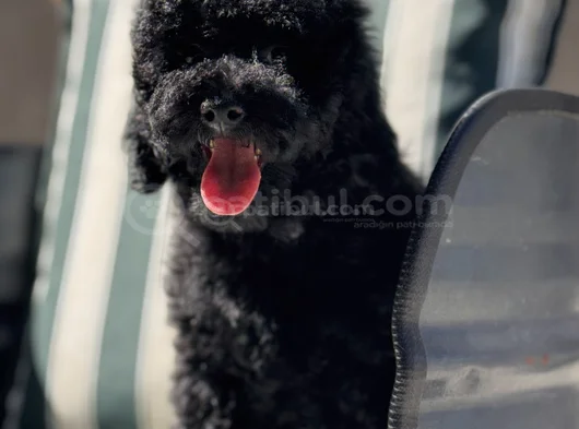 Wc Eğitimli Siyah Toy Poodle Yavrumuz görsel
