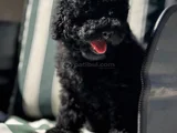 Wc Eğitimli Siyah Toy Poodle Yavrumuz