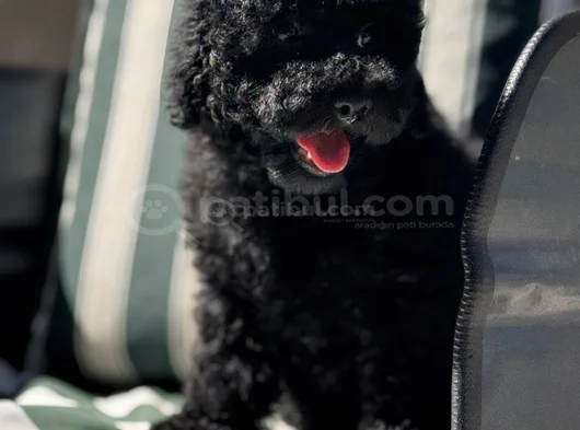 Wc Eğitimli Siyah Toy Poodle Yavrumuz görsel