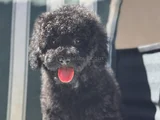 Wc eğitimli siyah Toy Poodle yavrumuz