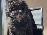 Wc Eğitimli Siyah Toy Poodle Yavrumuz