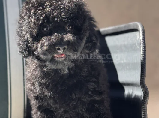 Wc Eğitimli Siyah Toy Poodle Yavrumuz görsel
