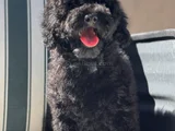 Wc Eğitimli Siyah Toy Poodle Yavrumuz