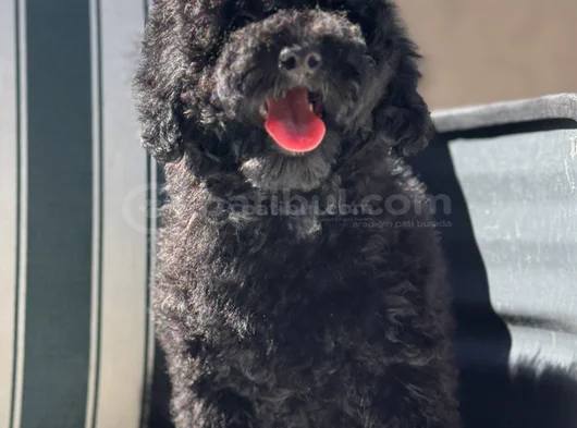 Wc Eğitimli Siyah Toy Poodle Yavrumuz görsel