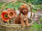 Toy Poodle Mini Boy Yavrular