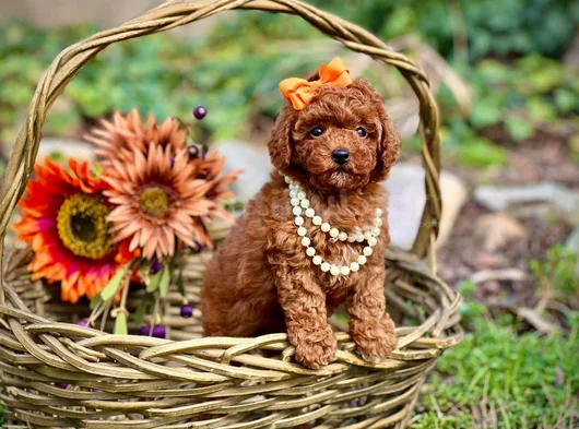 Toy Poodle Mini Boy Yavrular
