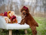 Toy Poodle Mini Boy Yavrular