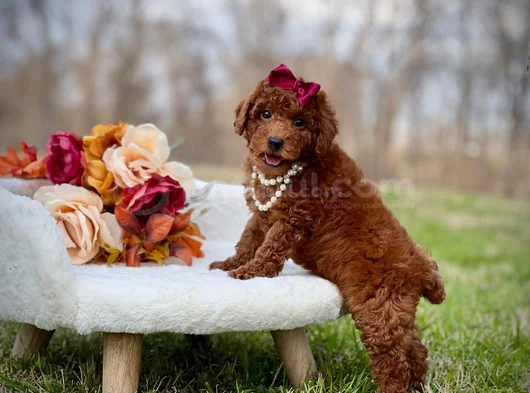 Toy Poodle Mini Boy Yavrular görsel