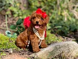 Toy Poodle Mini Boy Yavrular