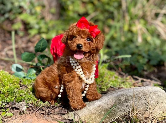 Toy Poodle Mini Boy Yavrular görsel