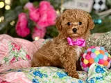 Toy Poodle Mini Boy Yavrular