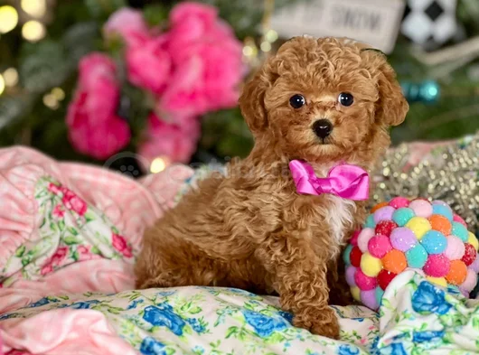Toy Poodle Mini Boy Yavrular görsel
