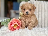 Maltipoo Yavrular Yeni Ailesini Bekliyor