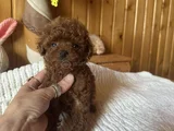 Red Brown Toy Poodle Yavrular