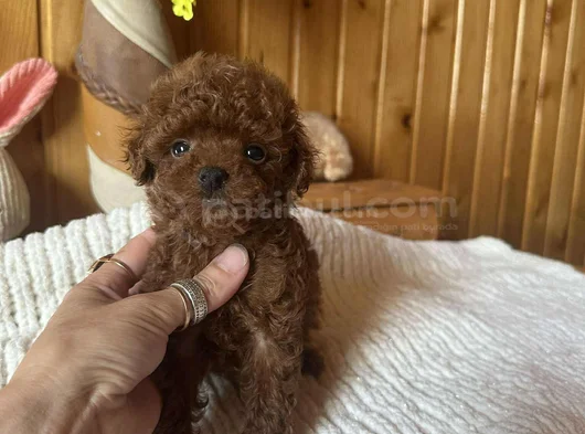 Red Brown Toy Poodle Yavrular