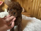 Red Brown Toy Poodle Yavrular