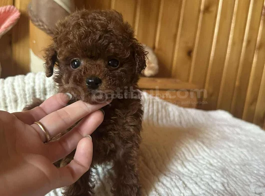 Red Brown Toy Poodle Yavrular görsel