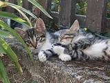 1 Buçuk Aylık Bebek Kediler