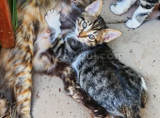1 Buçuk Aylık Bebek Kediler görsel