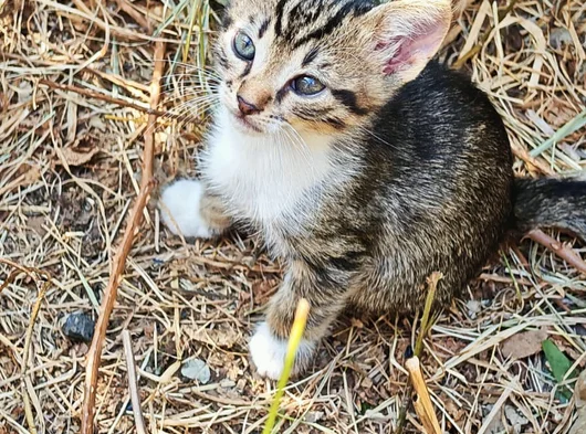 1 Buçuk Aylık Bebek Kediler görsel