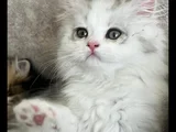6 Aylık Longhair
