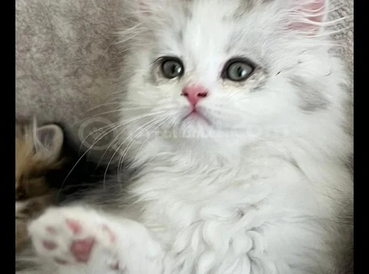 6 Aylık Longhair görsel