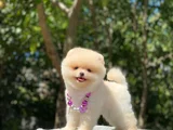 Safkan Pomeranian Boo Yavrularım Yeni Yuvasına Gitmeye Hazır