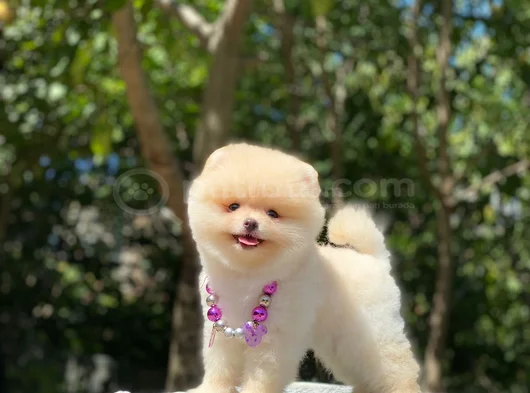 Safkan Pomeranian Boo Yavrularım Yeni Yuvasına Gitmeye Hazır görsel