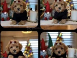 Irk Ve Saglık Garantili Maltipoo Yavrularımız