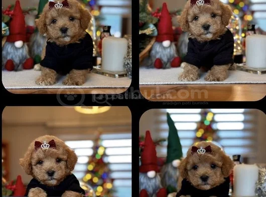 Irk Ve Saglık Garantili Maltipoo Yavrularımız