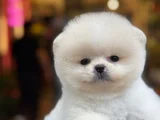 Pamuk Gibi Safkan Pomeranian Boo Yavrusu