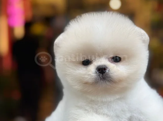 Pamuk Gibi Safkan Pomeranian Boo Yavrusu görsel