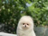 Safkan Pomeranian Boo Yavrularım Yeni Yuvasına Gitmeye Hazır